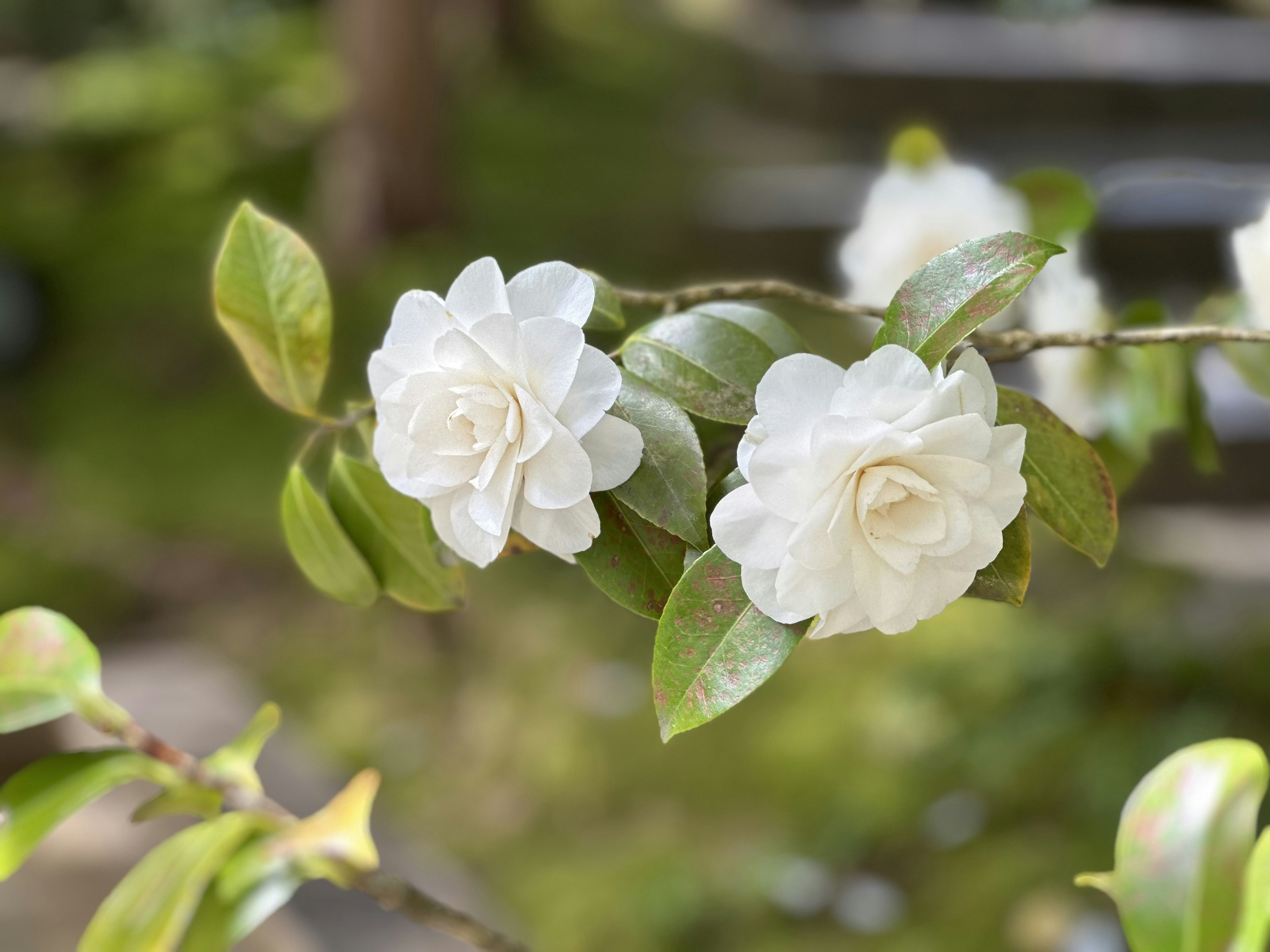 Photo by attentivesoul