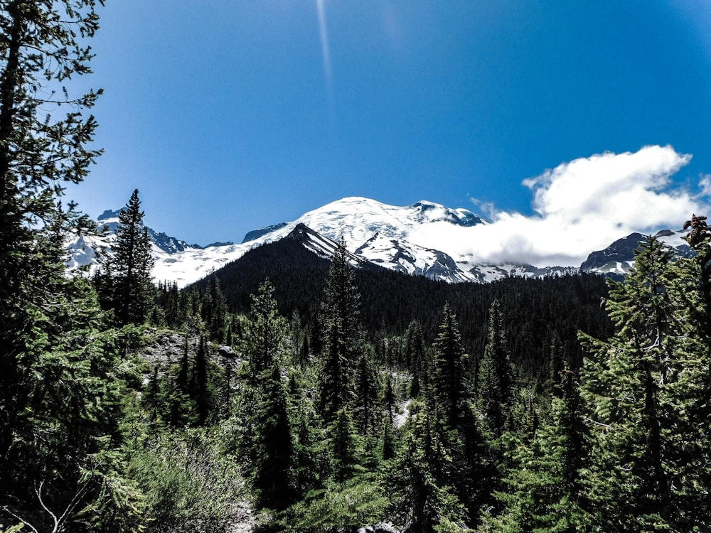 a view of a snow covered mountain through the trees