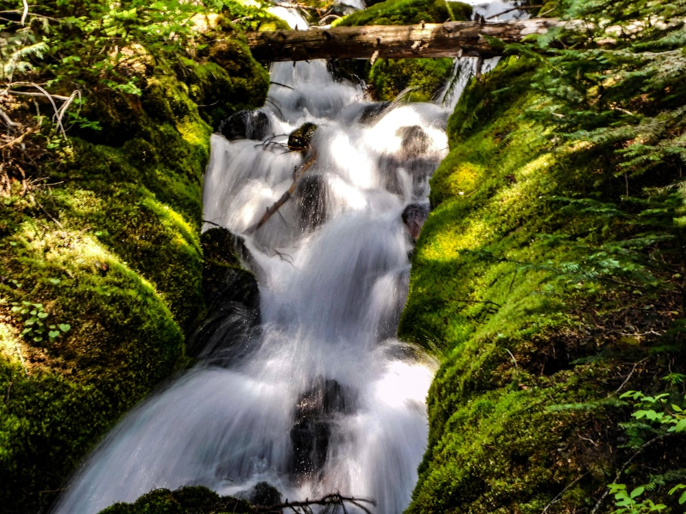 a stream running through a lush green forest