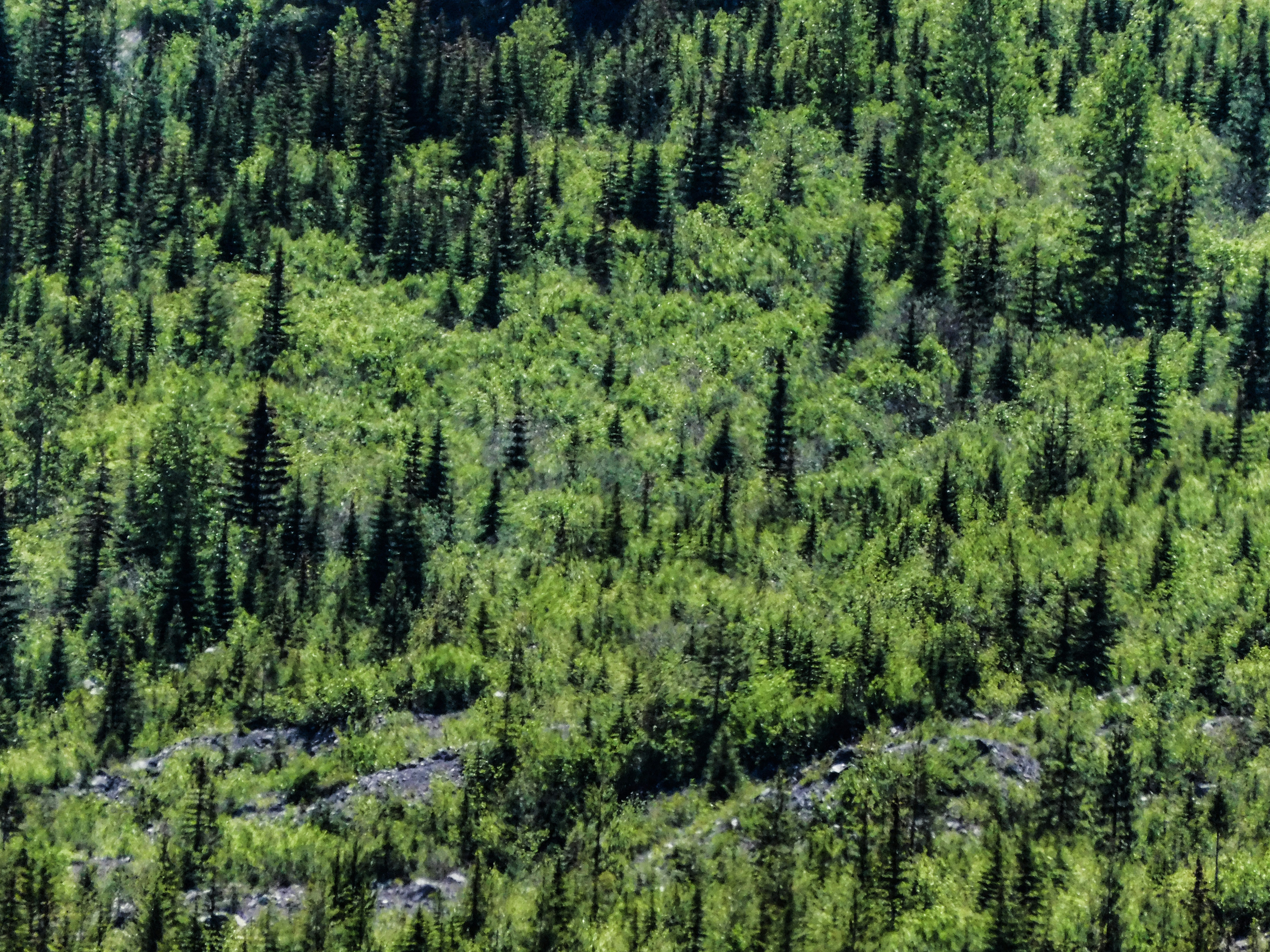 Microscopic Fortresses Against the Elements (image credits: unsplash)