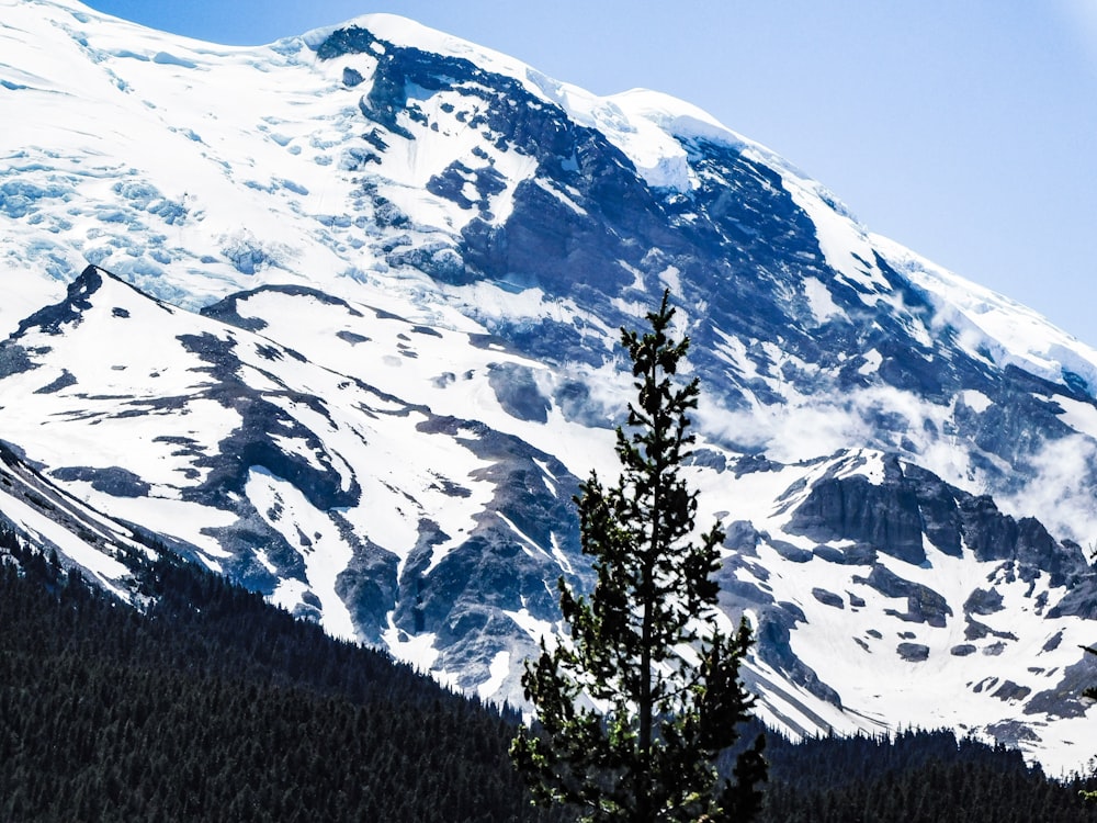 a snow covered mountain with a pine tree in the foreground