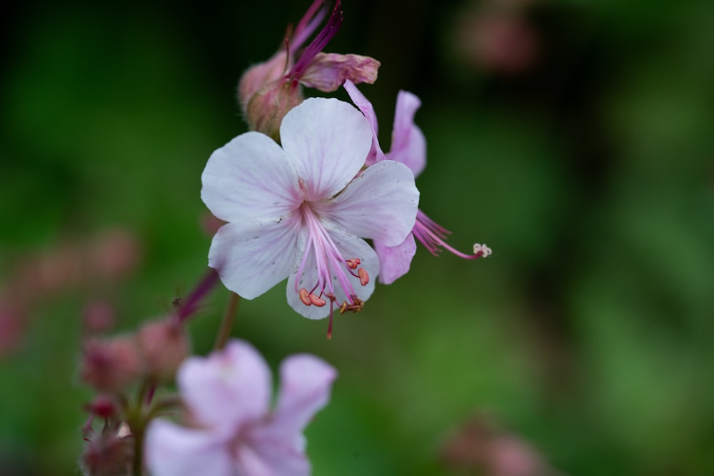 a close up of a flower with a blurry background