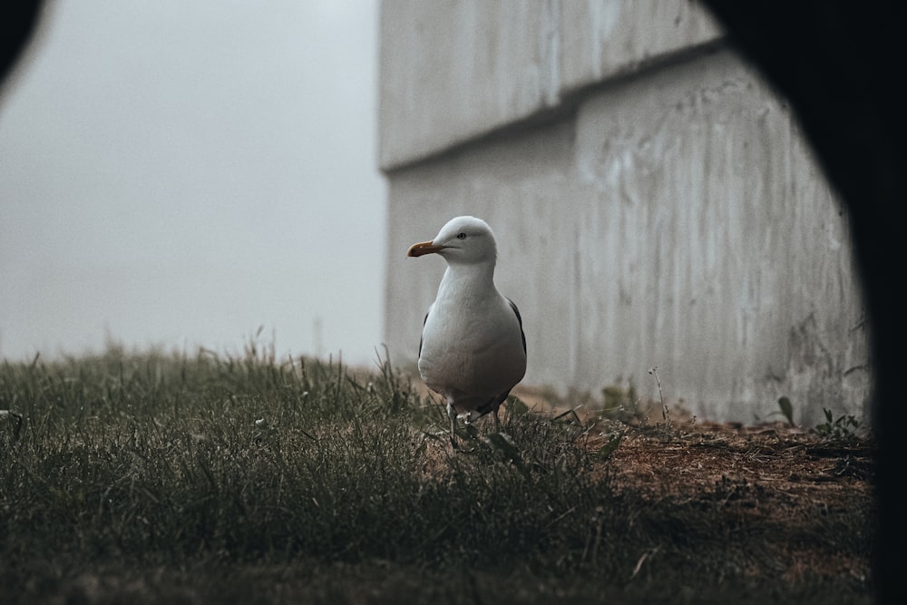 a seagull standing in the grass next to a building