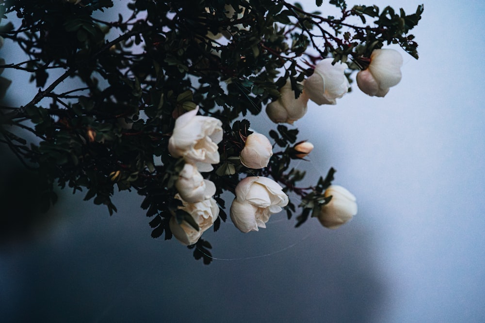 a bunch of white flowers hanging from a tree