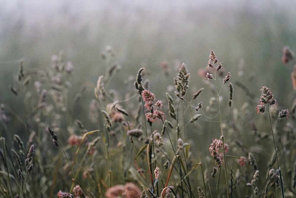 Un campo di fiori selvatici nel bel mezzo di una giornata nebbiosa