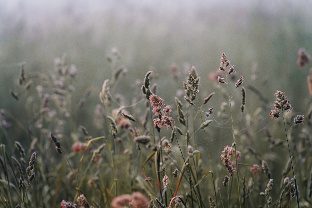 Un champ de fleurs sauvages au milieu d’une journée brumeuse