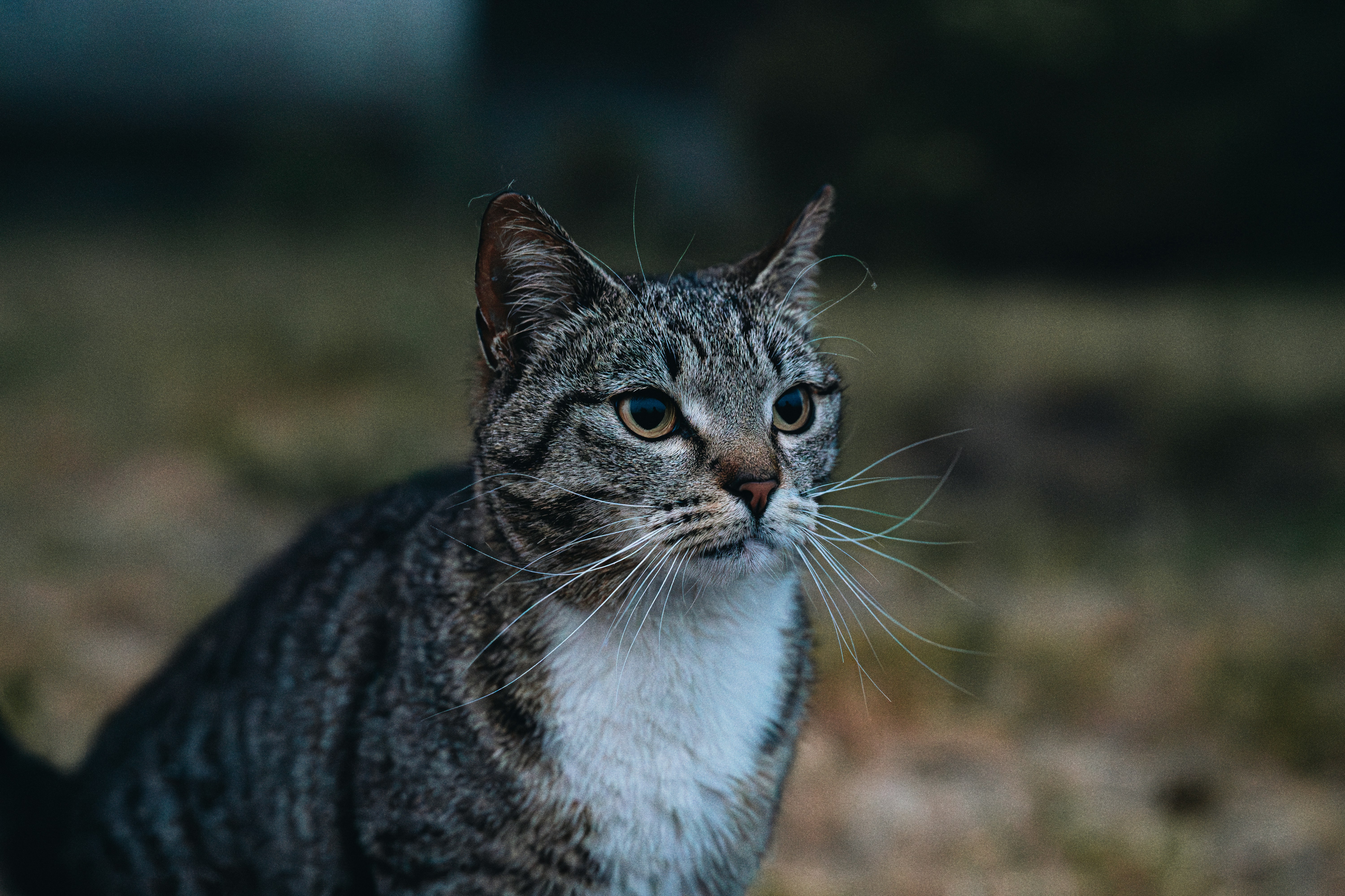 Photo by alexshuperart