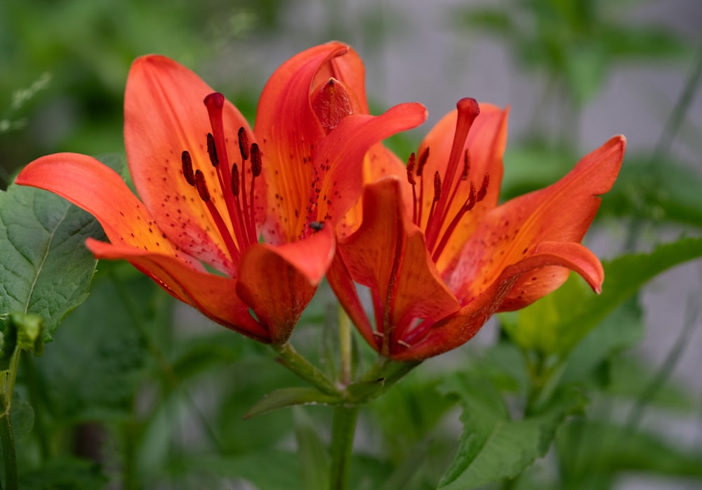 a close up of a red flower with green leaves