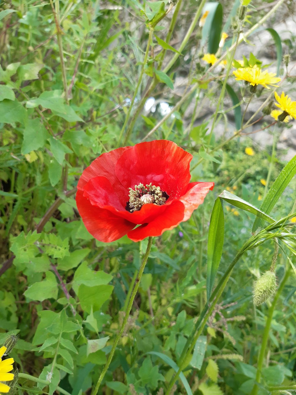 a red flower with two bees on it