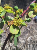 A black insect with long antennae is perched on the vibrant yellow and green flower of a plant. The plant has thick green leaves and is set against a blurred background of dry, brownish grass.