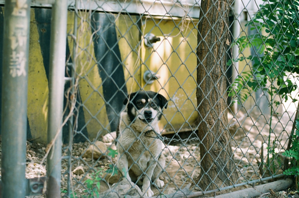 a dog sitting behind a chain link fence