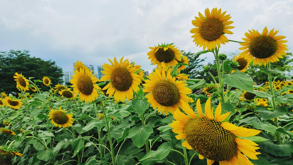 a field of sunflowers with a sky background