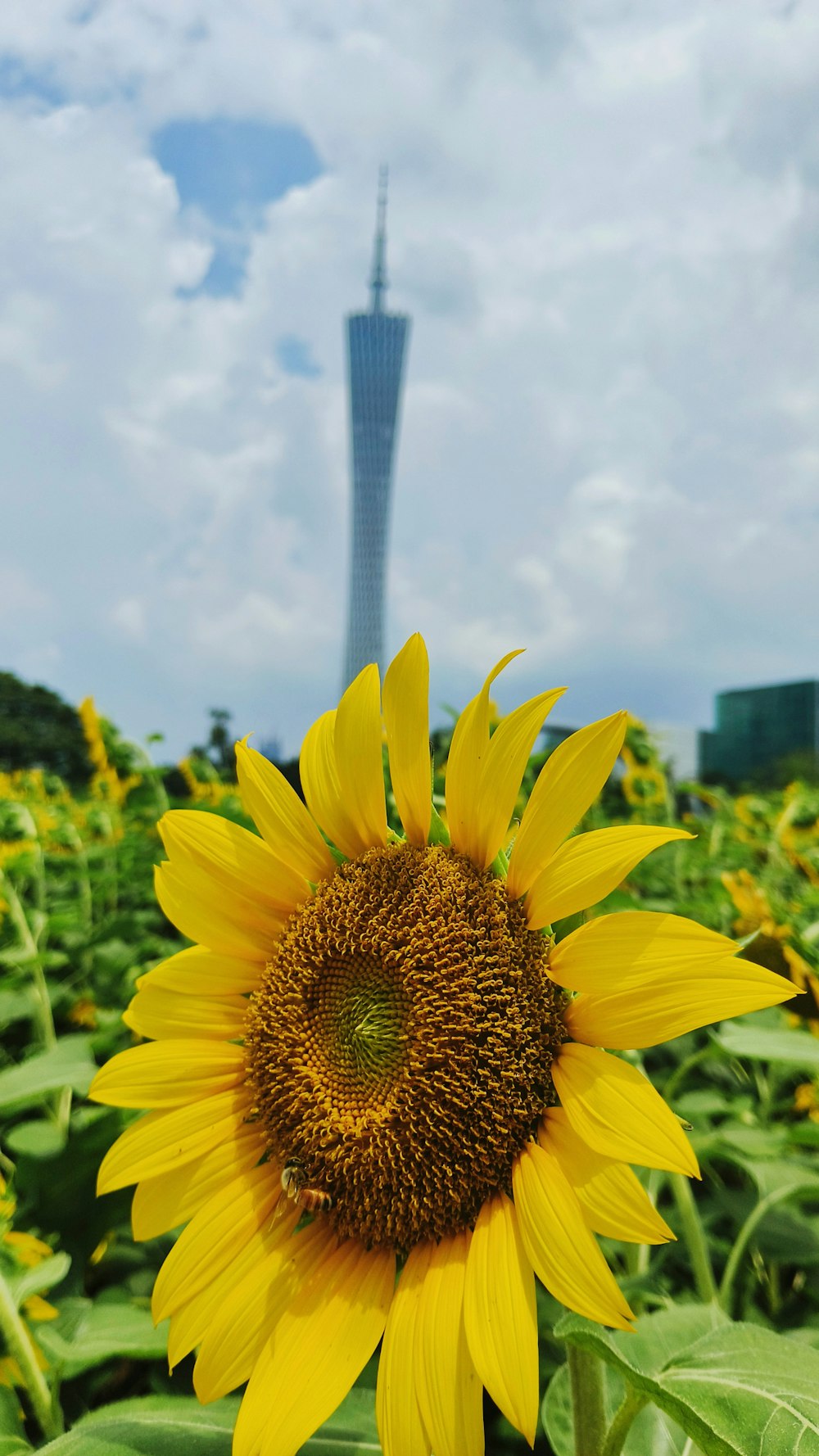 a large sunflower in a field with a tall building in the background