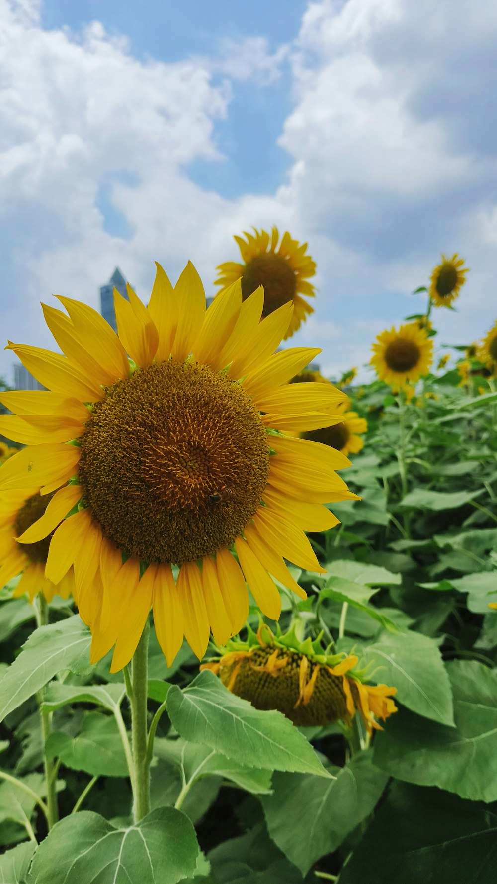 a field of sunflowers with a blue sky in the background