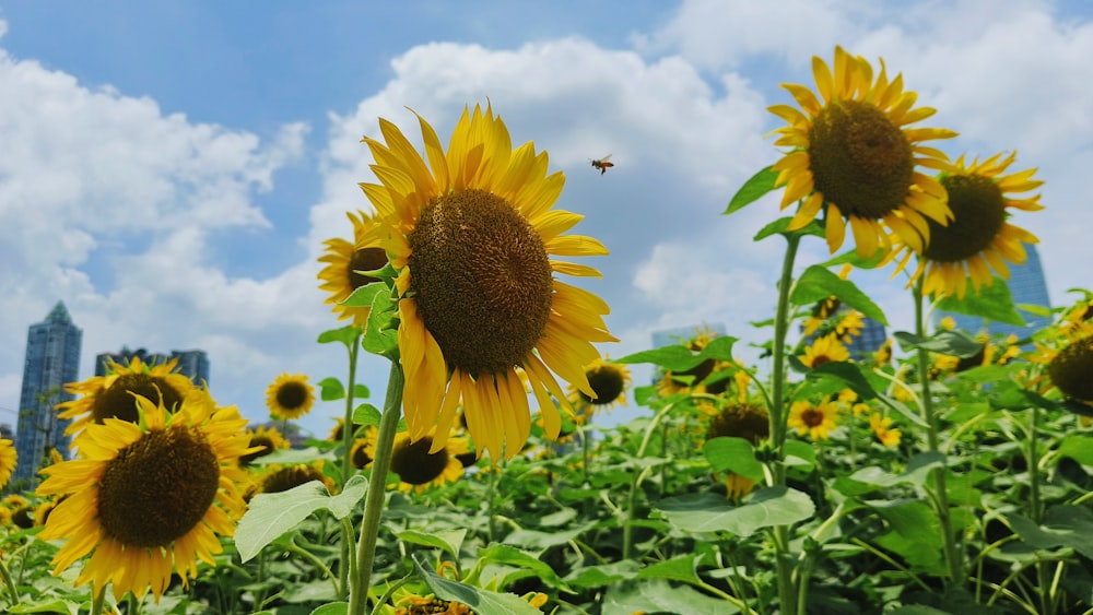 a field of sunflowers with a city in the background