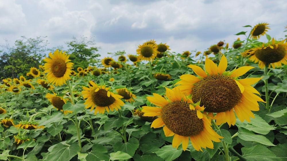 a field of sunflowers with a sky background