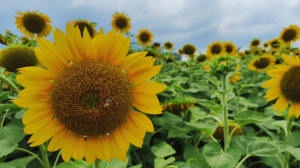 a field of sunflowers with a blue sky in the background