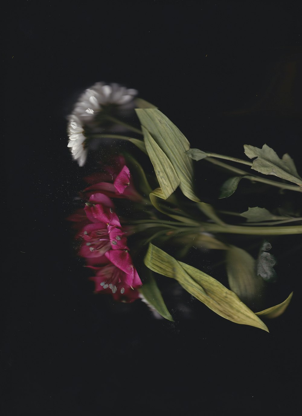 a close up of a flower on a black background