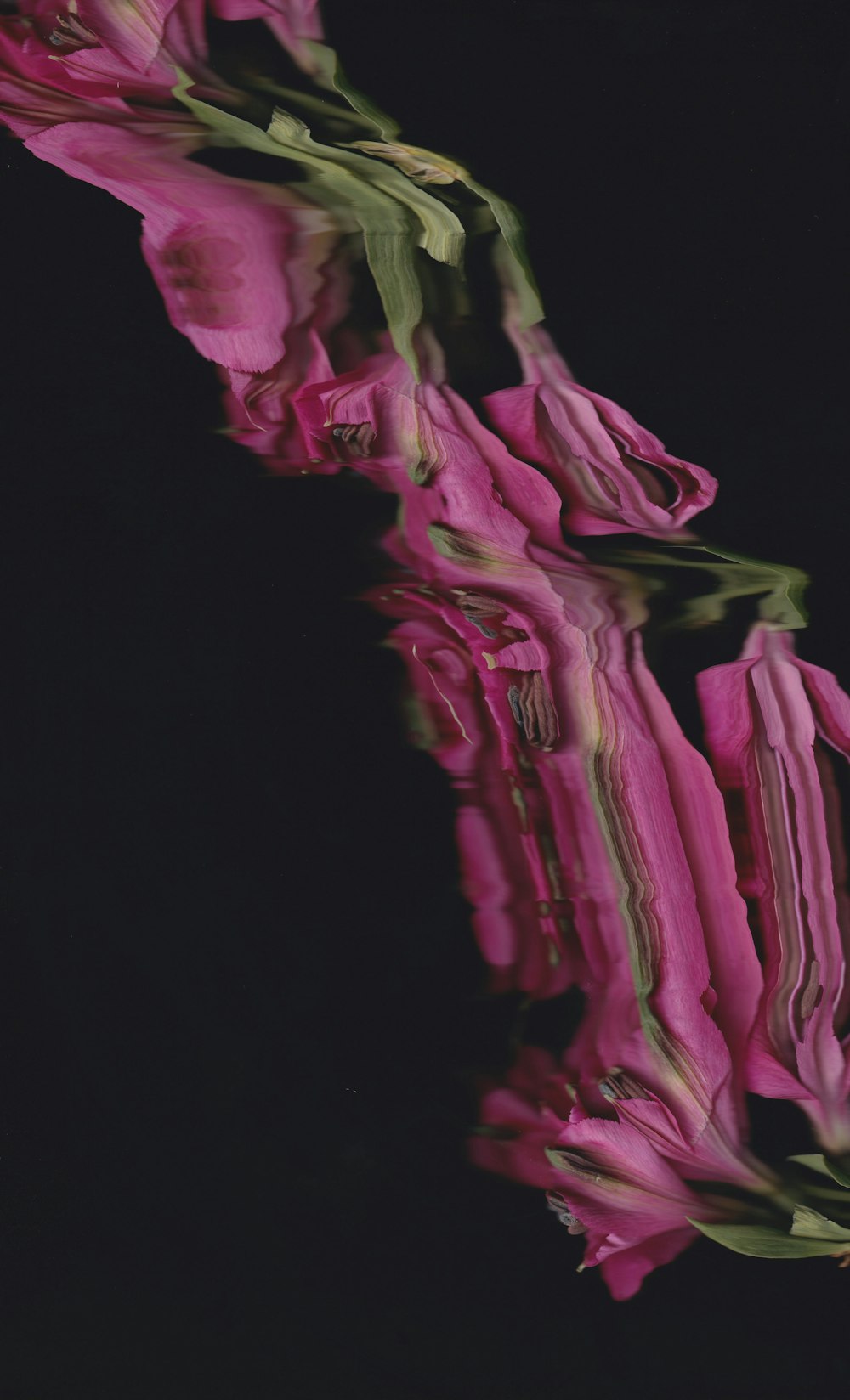 a close up of a pink flower on a black background