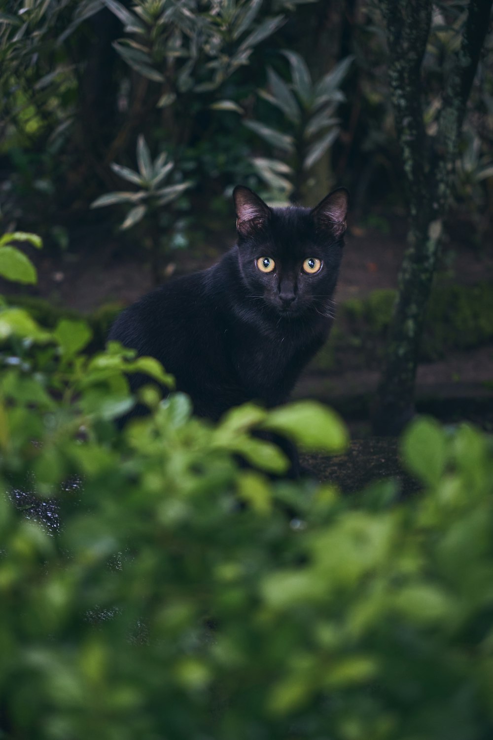 a black cat is sitting in the bushes