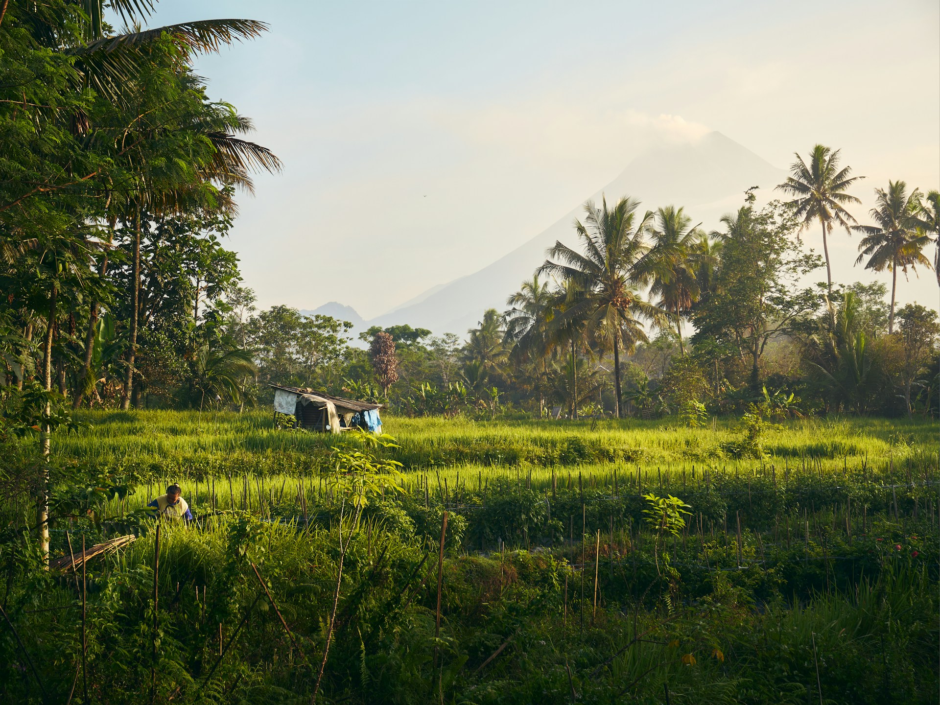 a field with a hut in the middle of it