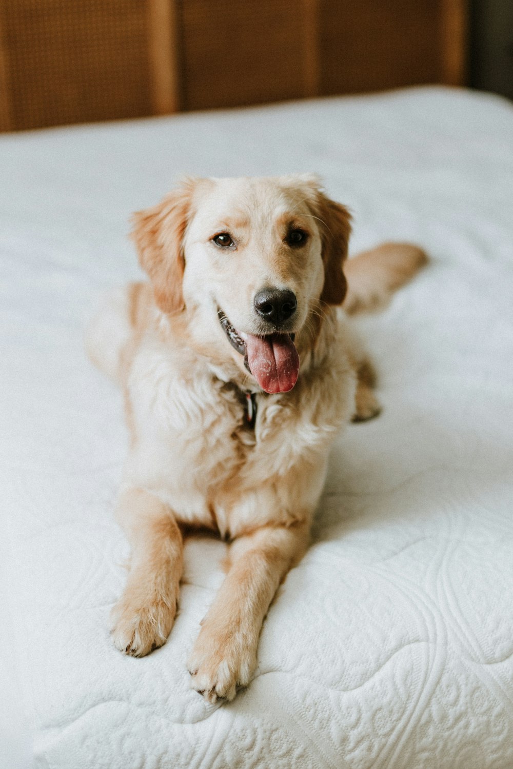 a dog laying on top of a white bed