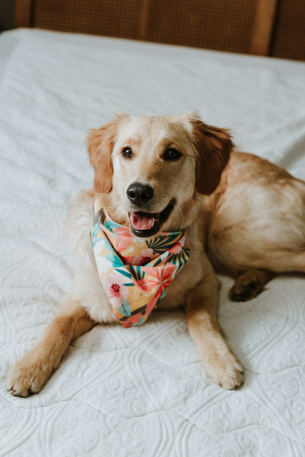 a dog laying on a bed wearing a bandana