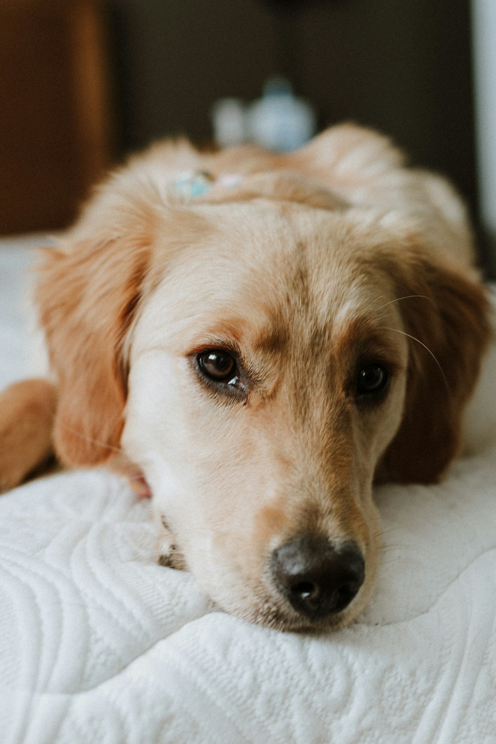 a close up of a dog laying on a bed