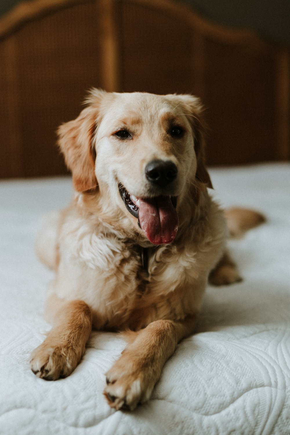 a brown dog laying on top of a white bed