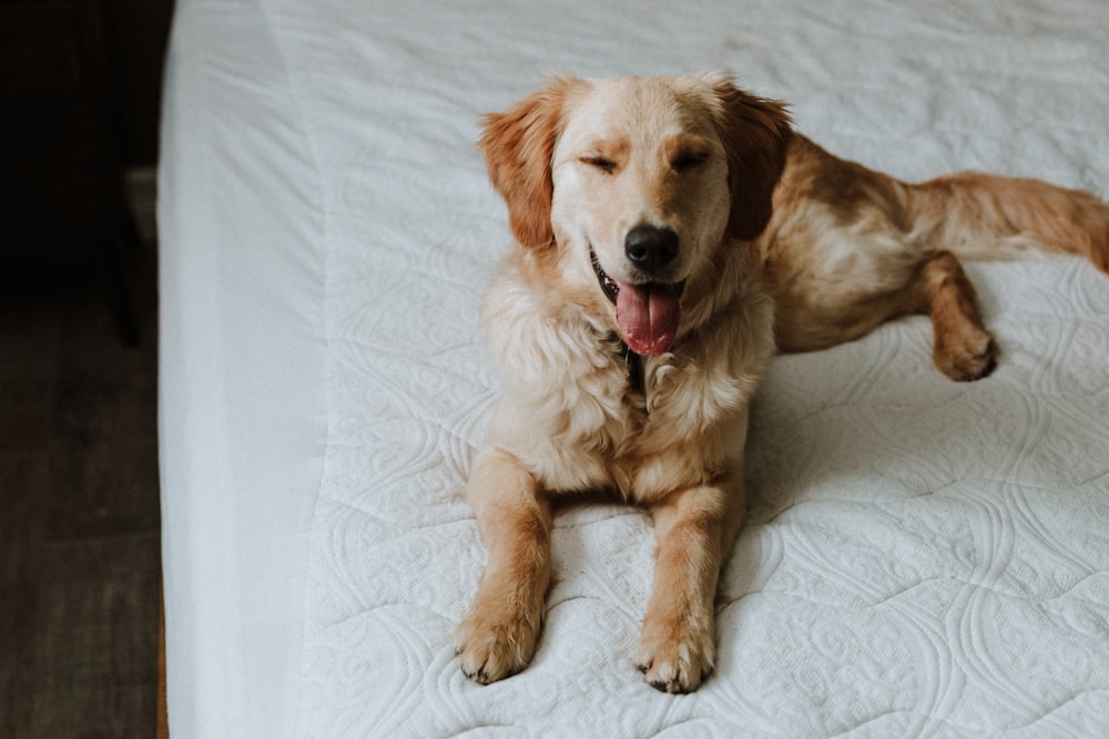 a brown dog laying on top of a white bed