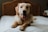 Photo of a happy golden retriever lounging comfortably in a modern, clean pet room.