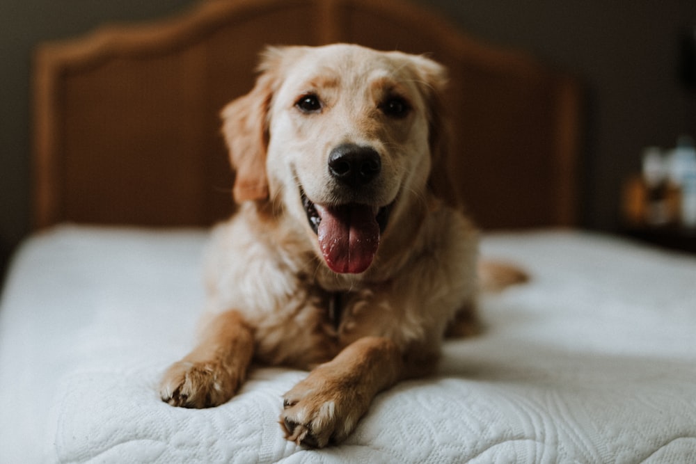 a close up of a dog laying on a bed