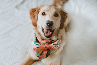 a golden retriever dog with a colorful bandana laying on a bed