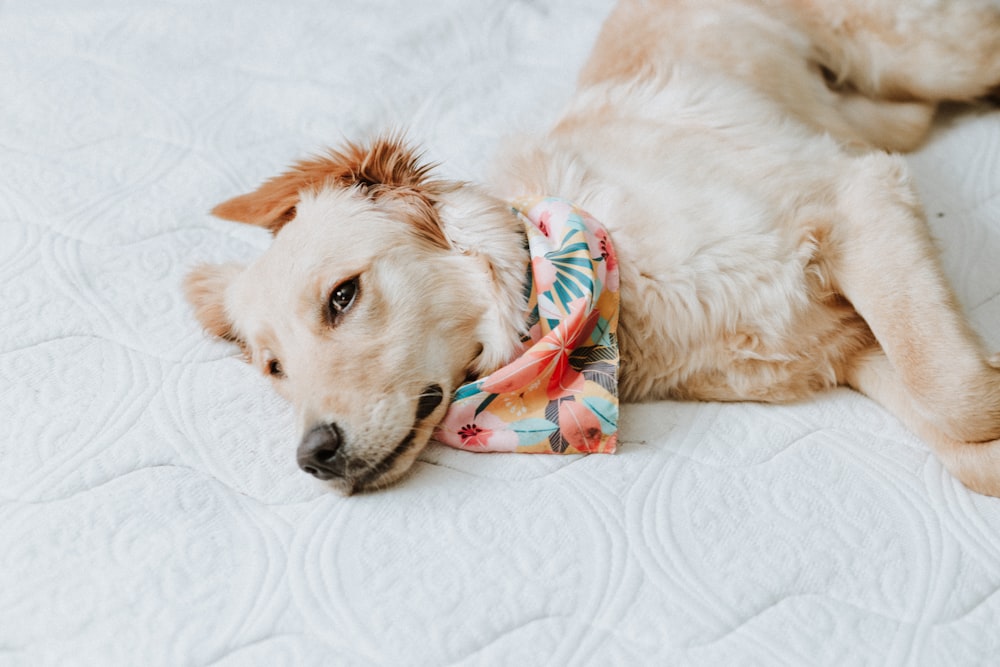 a brown dog laying on top of a white bed