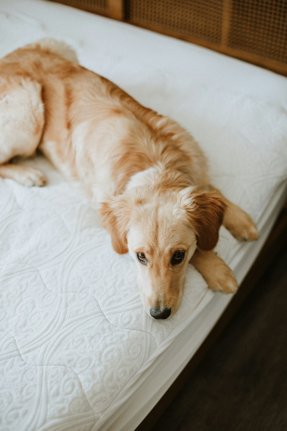 a brown dog laying on top of a white bed