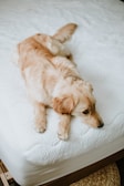 A cozy medium-sized orthopedic pet bed with a golden retriever comfortably lying on it.