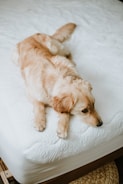 A cozy dog bed with a happy golden retriever resting comfortably.