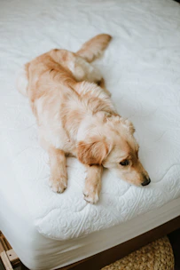 A happy golden retriever comfortably resting in a luxurious kennel with soft bedding and natural light.