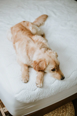A cozy dog bed with a golden retriever resting comfortably inside.