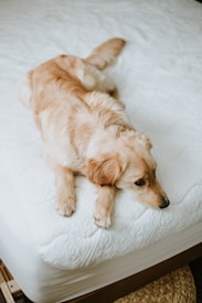 A golden retriever dog lies comfortably on a white, textured bed. The dog appears relaxed, with its head resting on the edge and its eyes looking to the side. The room has a cozy feel, with a woven rug partially visible underneath the bed.