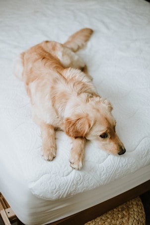 A golden retriever dog lies comfortably on a white, textured bed. The dog appears relaxed, with its head resting on the edge and its eyes looking to the side. The room has a cozy feel, with a woven rug partially visible underneath the bed.