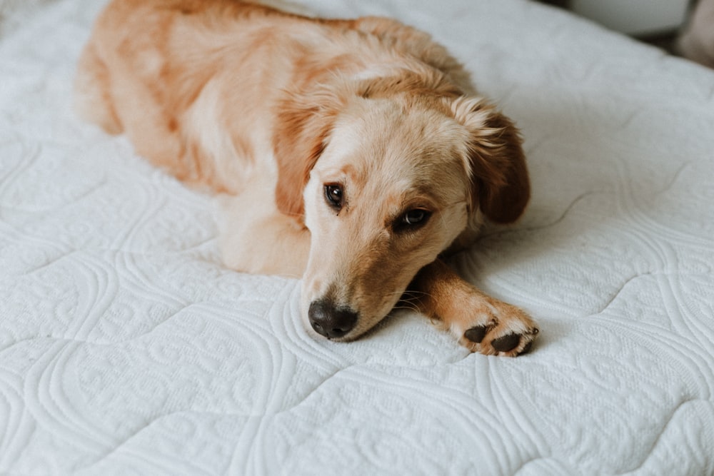 a brown dog laying on top of a white bed