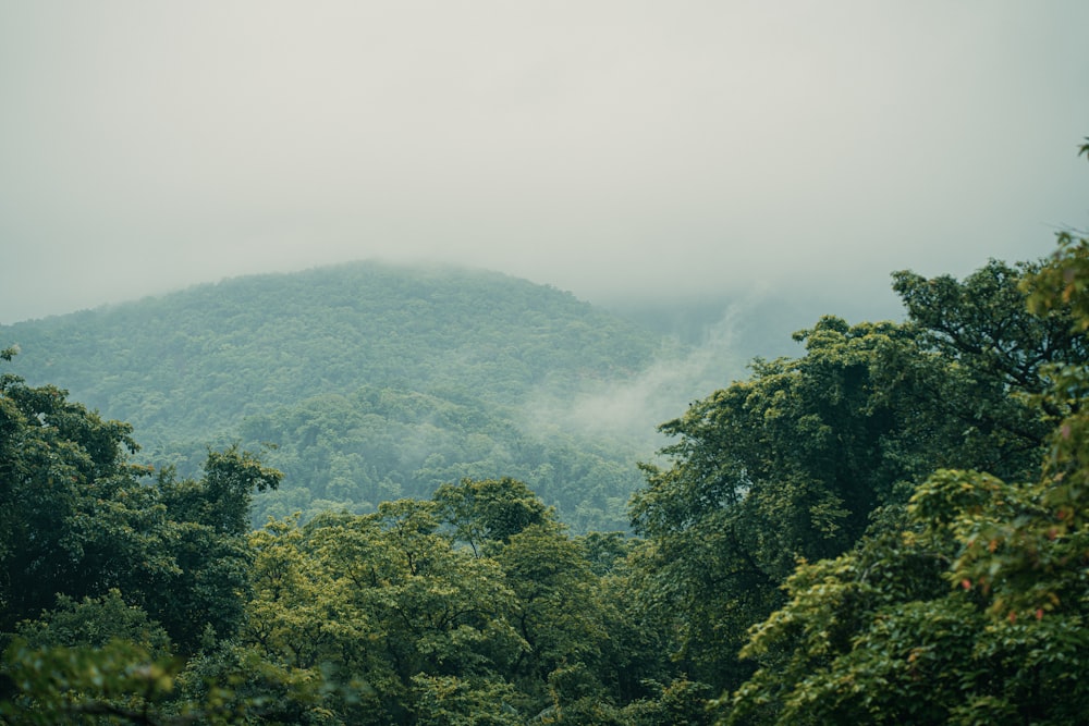 a view of a forest with a mountain in the background