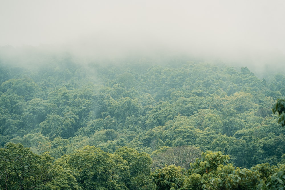 a lush green forest filled with lots of trees