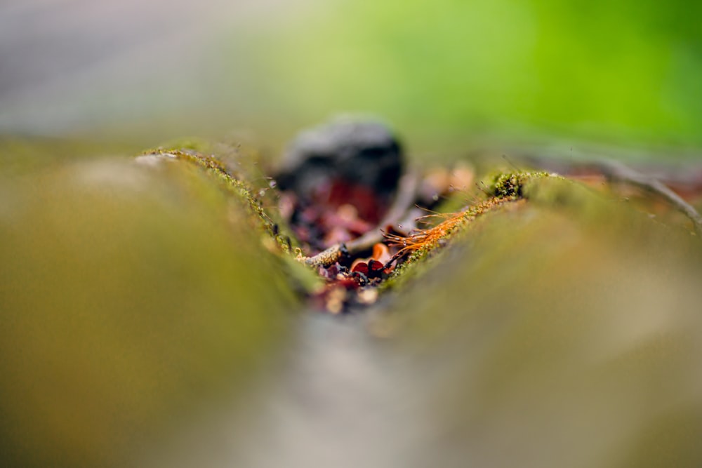 a close up of a spider with a blurry background