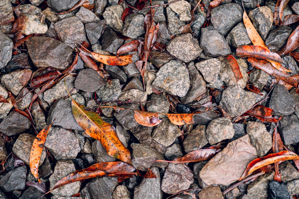 a pile of rocks with leaves on them