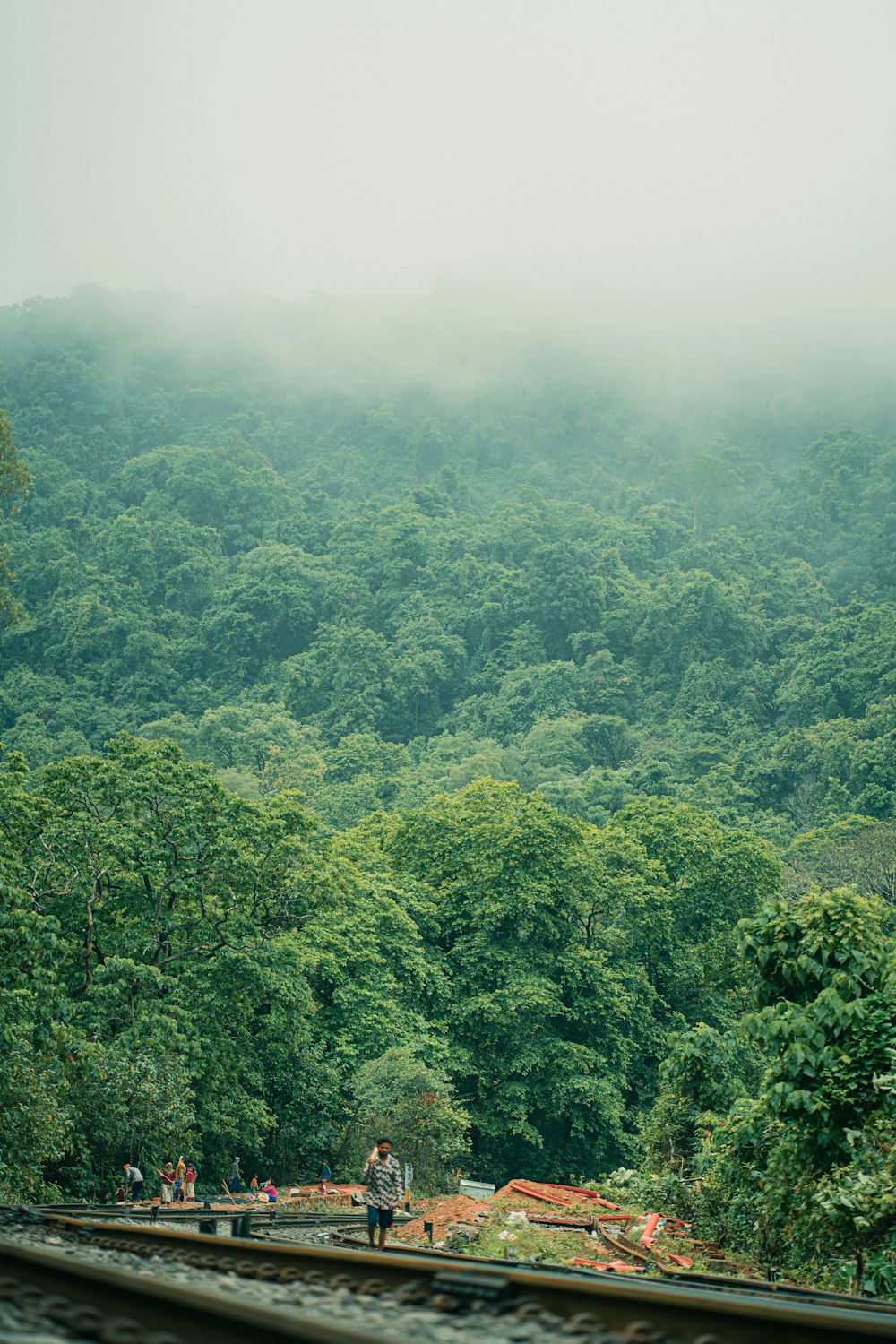 a train traveling through a lush green forest