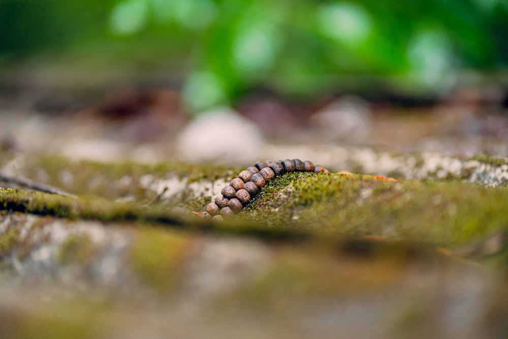 a close up of a caterpillar on a mossy surface