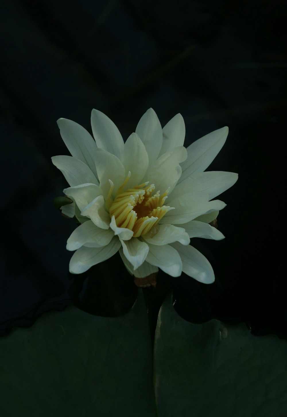 a white flower with yellow center sitting on top of a green leaf