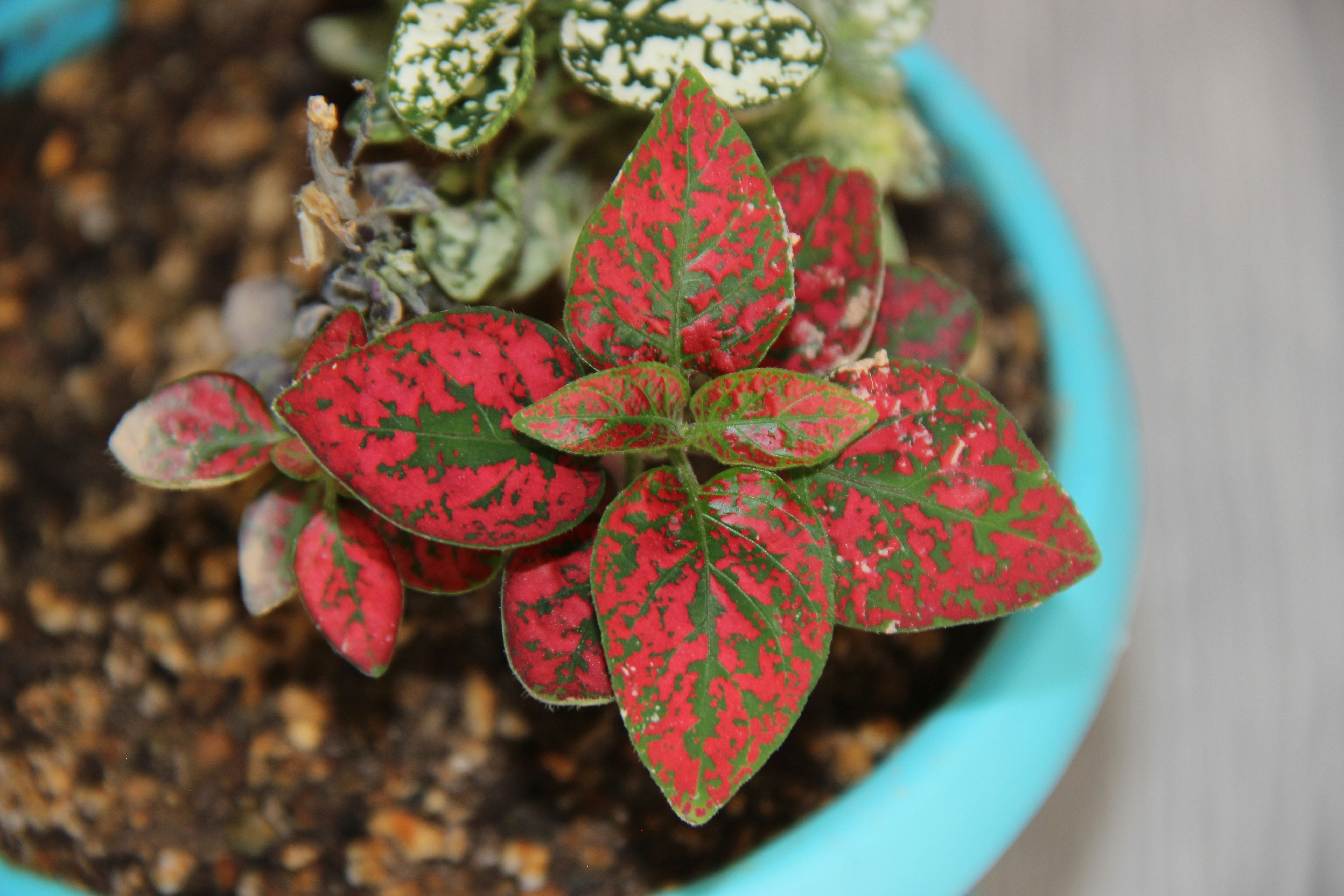 polyscias zimmerpflanze Polyscias Fabian 45 cm kaufen – Kompakte Zimmerpflanze für dein Zuhause –  PlantmyHome